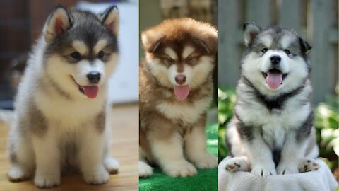 Baby Alaskan Malamute Cutest 😍| Try Not To Laugh