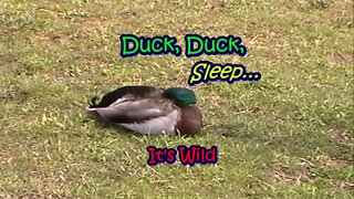 Duck, Duck, Sleep…