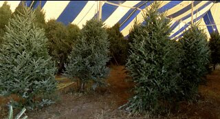 Christmas tree shortage has more people buying plastic trees