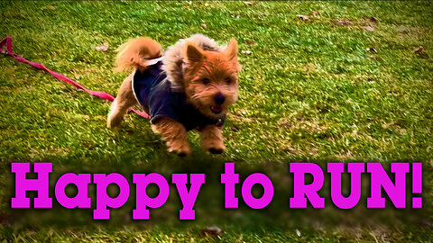 Happy puppy runs in slow motion!