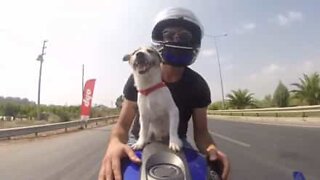 Hund elsker at køre på motorcykel med sin ejer