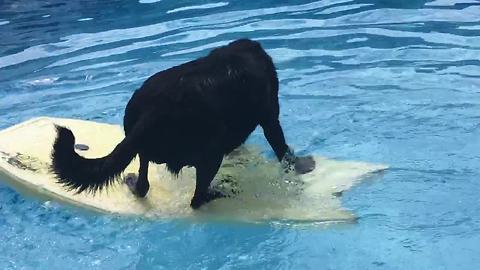 Dog takes game of fetch to whole new level