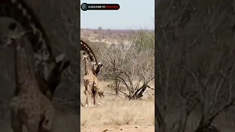 Hyenas tries to chasing injerd baby giraffe