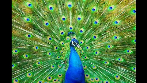 Peacock, showing off it's beautiful feathers .