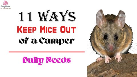 11 Ways to Keep Mice Out of a Camper | How to Keep Mice Out of a Camper - Daily Needs Studio