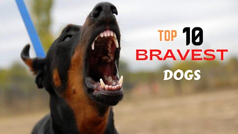 💖 TOP 10 Bravest Dog Breeds In The World (2021)