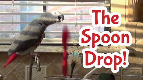 Einstein the Talking Parrot's spoon drop