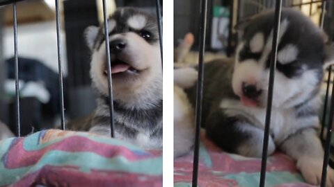 2-week baby Huskies ❤