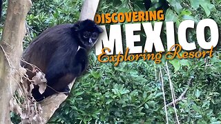 Spider Monkeys in Mexico | Discovering Mexico Exploring Resort | Vancity Adventure