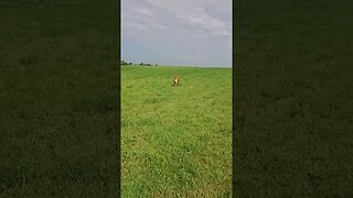doggo roams free on the prairie #dog #doggo #prairies #dogshorts #field #pets