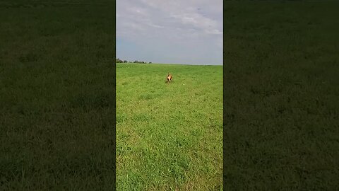 doggo roams free on the prairie #dog #doggo #prairies #dogshorts #field #pets