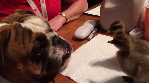 An English Bulldog Dog Plays Three Ducklings