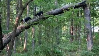 Corgis climb tree with feline grace