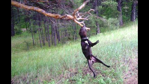 Pit Bull furious he can't bring down entire tree branch
