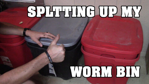 Splitting a Worm Bin into Two