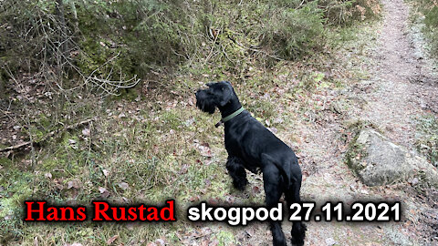 Skogpod 27. november, 2021: Riksrett mot Biden