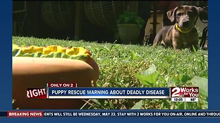 Puppy rescue warning about deadly disease