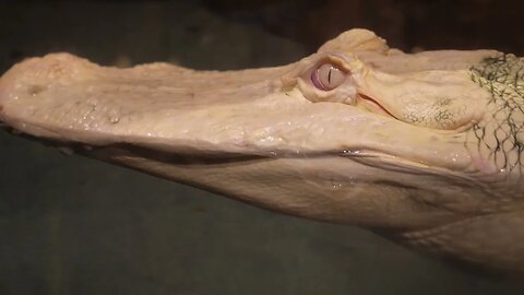 Creepy White Alligator - Newport Aquarium - Jan '23