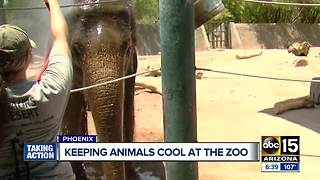 A look at how the Phoenix Zoo keeps animals cool in the summer