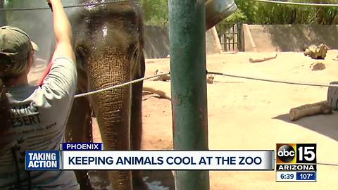 A look at how the Phoenix Zoo keeps animals cool in the summer