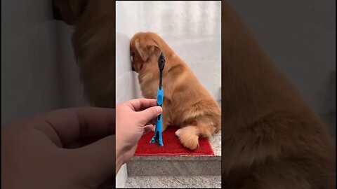 Guilty Dog and He Knows it 😹 Super funny Golden Retriever Tiktok #shorts