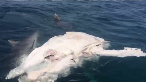 Oito tubarões-tigre fazem festim com carcaça de baleia