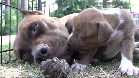 Pit Bull Growls and Snaps at Her Puppies! in HD