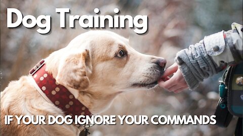 IF YOUR DOG IGNORE YOUR COMMANDS? THEN WATCH THIS!