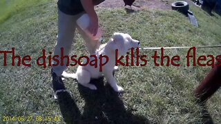 Washing our pup