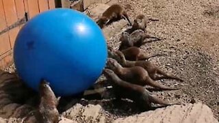 Otters have a blast with exercise ball