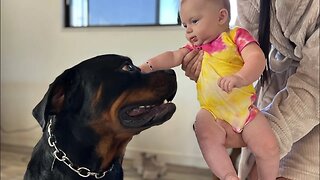 Rottweiler Wakes Baby Up