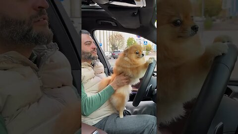 my dog can drive #shorts #doglover #dogsofinstagram #viralvideo #corgi