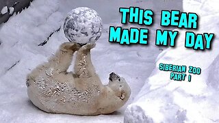 Snowy Siberian Zoo. Part 1. Funny polar bear