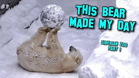 Snowy Siberian Zoo. Part 1. Funny polar bear