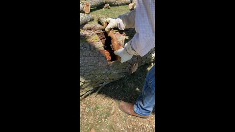 Busting open a bee tree