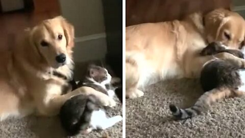 Golden Retriever Adorably Cuddles Best Friend - Who Happens To Be A Cat!