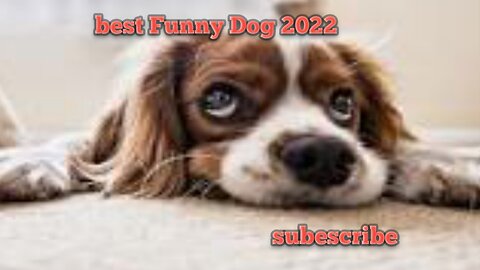 best Funny Dog 2022