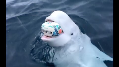 Beluga whale playing fetch near the north pole.