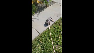 This dog hates to go for walks