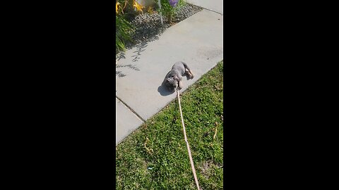 This dog hates to go for walks