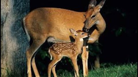 hungry roe deer want to eat