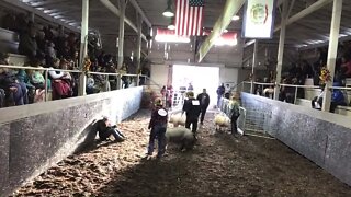 2022 BWF Hog Show