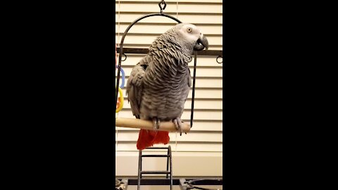 Grey parrot drips like a leaky tap