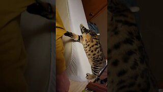 When Bengal Cat Attacks! 🐈 #shorts #pets #animals