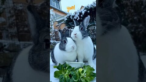 Look How Synchronously They Chew l #shorts l #cutebunny l @BikisAviary