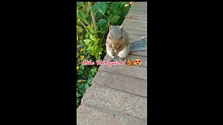 Adorable Cute Squirrel 🐿️😍❤️‼️