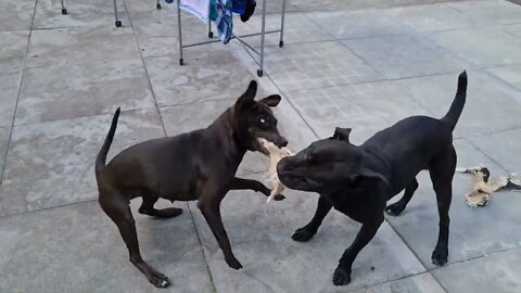 PATTERDALE TERRIERS PLAYING tug of war dogs