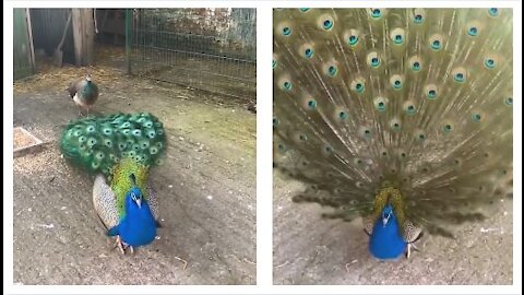Beautiful Peacock Shows off for camera