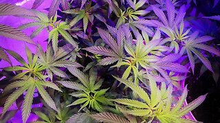 Growing Cannabis indoors week 7 of Veg.