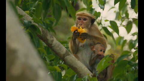 Cute monkey eating in a funny way